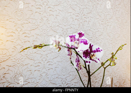 Phalaenopsis orchidée fleurs multicolores sur vanile texture background Banque D'Images