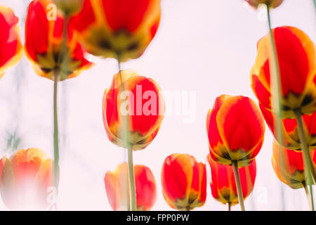 Tulipes Banque D'Images