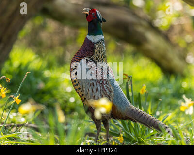 Beau mâle Faisan de Colchide (Phasianus colchicus) qui chantent en bois naturel. Banque D'Images