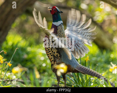 Beau mâle Faisan de Colchide (Phasianus colchicus) qui chantent en bois naturel. Banque D'Images