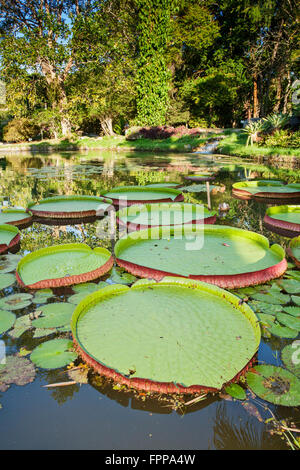 Victoria Regia (Victoria Amazonica) feuilles, Banque D'Images