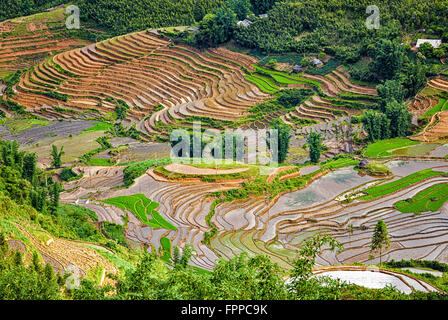 Champ de riz en terrasses. Près de Sapa, Mui Ne Banque D'Images