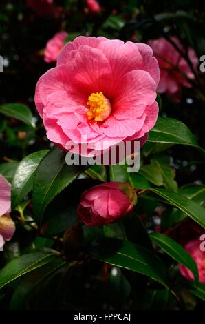 Fleur de camélia rose bud et Don