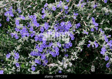 Close up of purple fleurs herbes Romarin Rosmarinus officinalis Banque D'Images