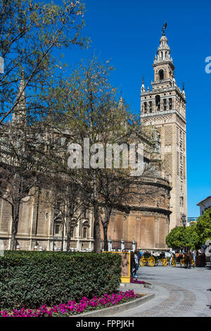 Giralda, de la Cathédrale, Séville, Andalousie, Espagne Banque D'Images