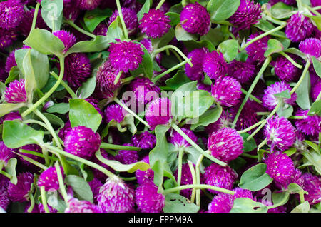 Globe violet de l'Amarante ou baccalauréat en fleur Bouton (Gomphrena globosa L.)