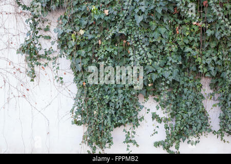 Vigne verte sur mur en stuc blanc Banque D'Images