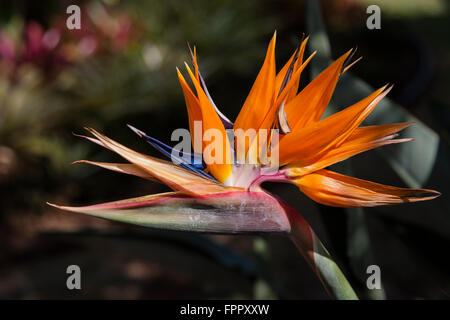 Oiseau de paradis Hawaiien Beauty Banque D'Images