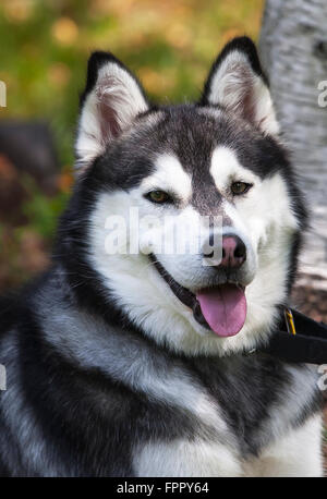 Husky de Sibérie Portrait Banque D'Images