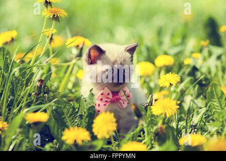 Petit Chaton marcher dans la pelouse pissenlit Banque D'Images