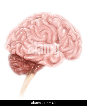 Les droits de l'anatomie du cerveau, vue latérale, avec des étiquettes. Banque D'Images