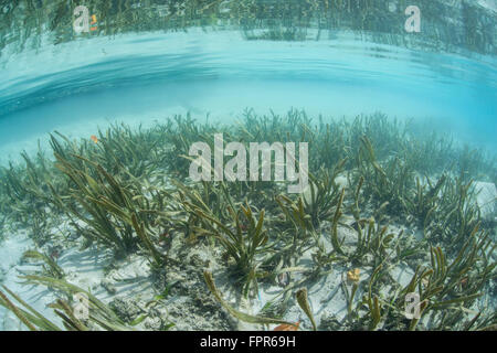 Une mer grass meadow pousse dans les eaux peu profondes de Raja Ampat, en Indonésie. Cette région éloignée est connu comme le cœur de la barrière de Tr Banque D'Images