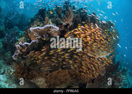 Balayeuses (ransonnetti Parapriacanthus doré) Nager sous un corail bommie à Raja Ampat, en Indonésie. Cette région éloignée est connu sous le nom de Banque D'Images