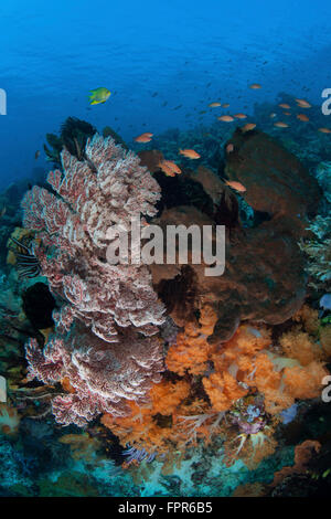 Colorés, de santé des récifs de corail se développe dans le Parc National de Komodo, en Indonésie. Cette région tropicale en Indonésie est connue pour ses sp Banque D'Images