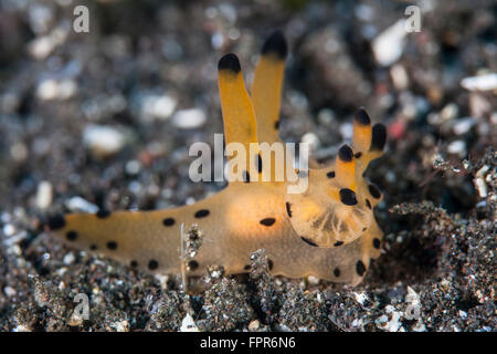 Une rare, espèce non nudibranch (Thecacera sp.) rampe à travers le fond marin dans le Parc National de Komodo, en Indonésie. Cette belle sont Banque D'Images