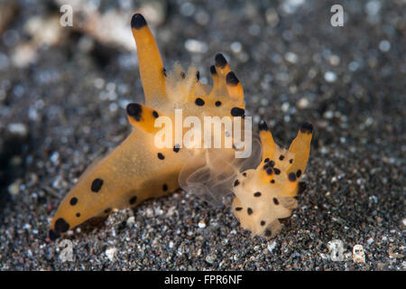 Une paire de rares espèces de nudibranches (Thecacera sp.) sur le fond marin dans le Parc National de Komodo, en Indonésie. Ce magnifique un Banque D'Images