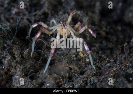 Un pycnogonid, ou la mer, araignée rampe le long du fond boueux de Parc National de Komodo, en Indonésie. Cette région tropicale en Indones Banque D'Images