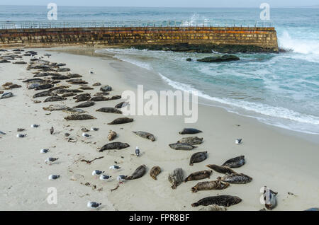 Les lions de mer de dormir sur l'aire protégée La Jolla couvrir avec des vagues se brisant sur la digue Banque D'Images