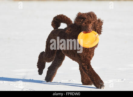 Caniche standard fonctionnant avec un frisbee dans la neige en hiver. Banque D'Images