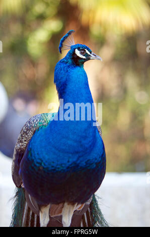 Peacock (mâle) dans le parc Campo Grande, Valladolid, Espagne Banque D'Images