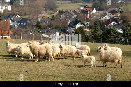 Walachenschafe, Ovis ammon aries, f. Banque D'Images