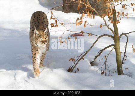 Le lynx eurasien (Lynx lynx) marcher dans la neige, dans la forêt de Bavière en Allemagne Banque D'Images