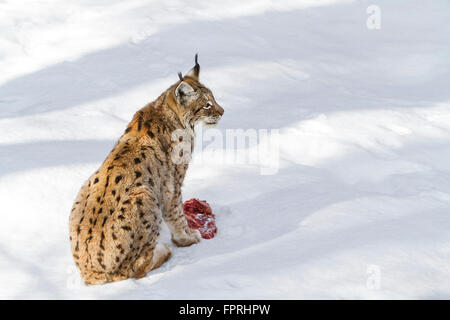 Le lynx eurasien (Lynx lynx) manger de la viande dans la neige en hiver, forêt de Bavière Allemagne Banque D'Images