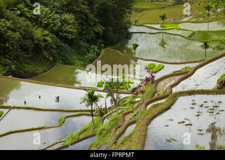 L'Asie, l'Asie de l'Est, Philippines, les cordillères, Banaue, UNESCO World Heritage site, rizières en terrasses des cordillères des Philippines Banque D'Images