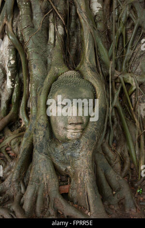 Tête de Bouddha entourée de racines d'arbres, Wat Mahathe, site du patrimoine de travail d'Ayutthaya, Thaïlande, Asie Banque D'Images