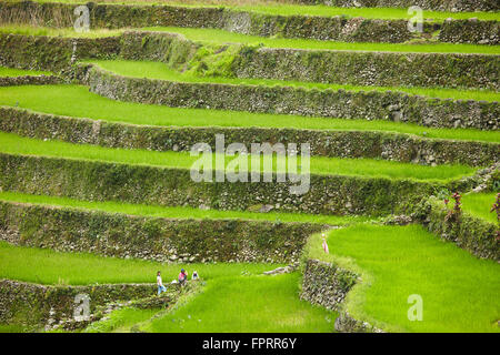 L'Asie, l'Asie de l'Est, Philippines, les cordillères, Banaue, UNESCO World Heritage site, rizières en terrasses des cordillères des Philippines Banque D'Images