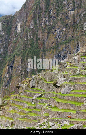Géographie et voyages, Amériques, le Pérou, les Andes, l'Urubamba, vallée de l'Urubamba, Inca terrasses, terrasses agricoles, le pâturage de lama, l'UNESCO Banque D'Images