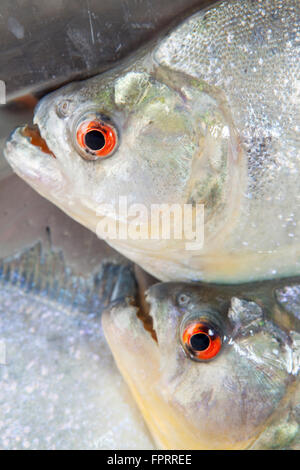 Gros plan de poissons piranha à yeux rouges (Serrasalmus rhombeus) de l'Amazone Banque D'Images