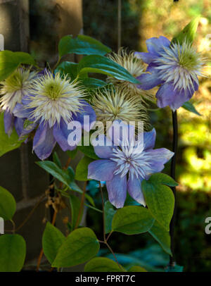 Clematis BLUE LIGHT Banque D'Images