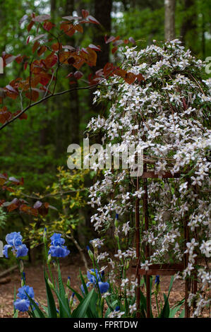 Clematis montana rubens Apple Blossom avec Iris et Forest Pansy (Redbud Cercis) Banque D'Images
