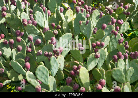 Cactus (Opuntia ficus-indica) avec des fruits, de la Sardaigne, Italie Banque D'Images