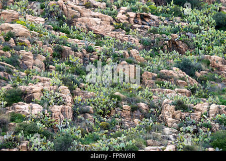 Paysage rocheux avec cactus (Opuntia ficus-indica) et d'euphorbes (Euphorbia), Sardaigne, Italie Banque D'Images