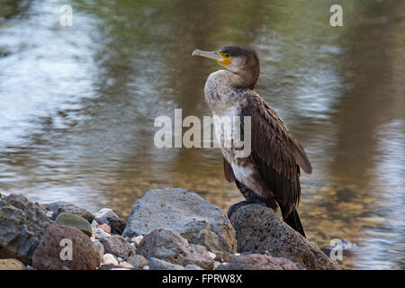 Cormoran (Phalacrocorax carbo) assis sur pierre par la rivière, Sardaigne, Italie Banque D'Images