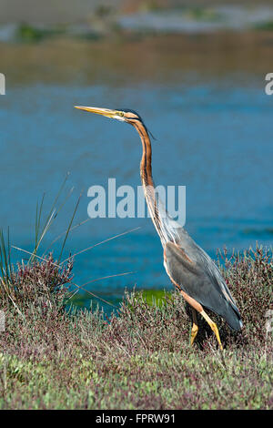 Héron pourpré (Ardea purpurea) sur le front de mer, Sardaigne, Italie Banque D'Images