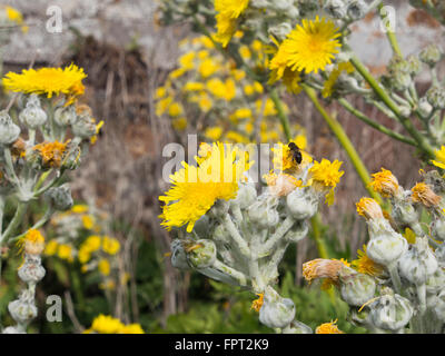 Sonchus acaulis , pissenlit énorme, endémique aux îles Canaries dans les forêts Montes del Agua près de Erjos, Tenerife Espagne Banque D'Images