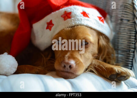 Spaniel chien de race avec un Père Noël rouge et blanc pompon hat sur un oreiller dans un fauteuil en osier regardant la caméra au moment de Noël Banque D'Images