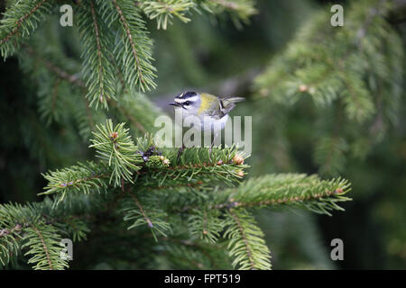 Regulus ignicapillus Firecrest, féminin, dans une forêt de pins Banque D'Images