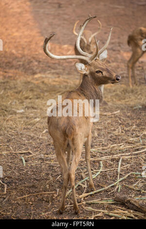 Red Deer a fait un retour dans le champ Banque D'Images