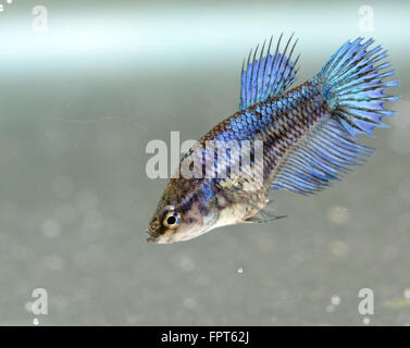 Femelle Crowntail Betta Splendens Poisson combattant Siamois Banque D'Images