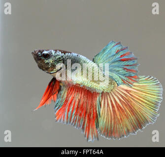 Les jeunes hommes de la demi-lune Poisson Betta Splendens combattant Siamois Banque D'Images