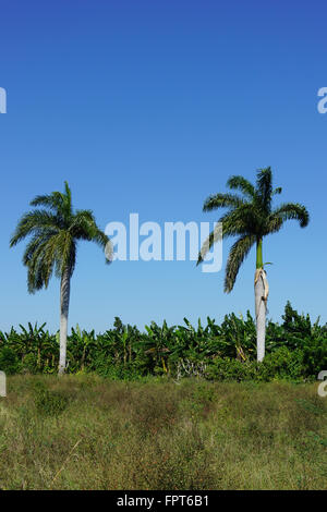 Scieries de terres agricoles et de plantation de banane avec de grands palmiers se dressant contre le ciel bleu Banque D'Images