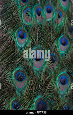 Close up de plumes de paon Banque D'Images