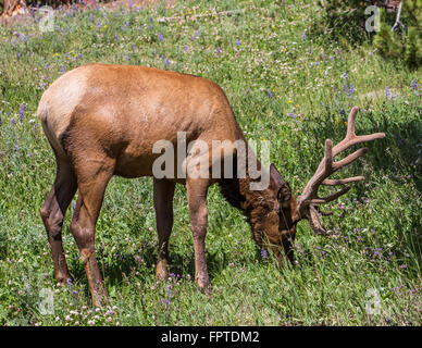 Elk pâturage près de Yellowstone Canyon dans le Parc National de Yellowstone. Banque D'Images