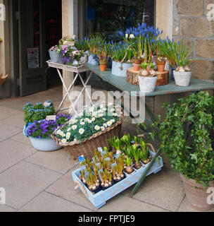 Afficher la boutique de fleuriste avec jacinthes, muscari, Ivy et marguerites sur le trottoir à Hebden Bridge, Yorkshire. Banque D'Images