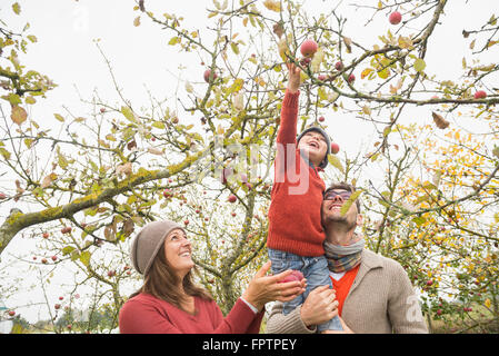 Homme portant son fils sur l'épaule pour la cueillette des pommes dans les arbres dans un verger de pommiers, Bavière, Allemagne Banque D'Images