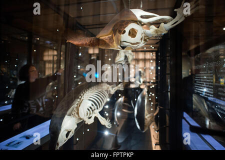 Museum für Naturkunde Berlin, Musée d'Histoire Naturelle. Musée paléontologique de Berlin des squelettes anciens de tortues terrestres et de n Banque D'Images